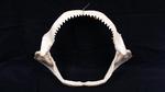 Mâchoire de requin Carcharhinus Obscurus
Longueur : 51 cm
Hauteur